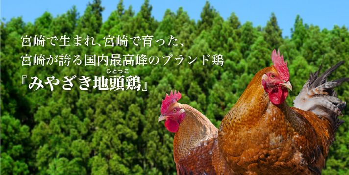 宮崎で生まれ、宮崎で育った、宮崎が誇る国内最高峰のブランド鶏『みやざき地頭鶏』